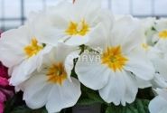 Primula vulgaris Herkules White