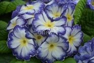 Primula vulgaris Dakota Bicolor Blue
