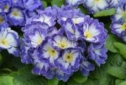Primula vulgaris Dakota Bicolor Blue