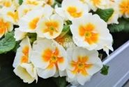 Primula vulgaris Jupiter Gold Splash