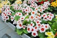 Primula vulgaris Jupiter White with Red Eye