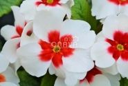 Primula vulgaris Jupiter White with Red Eye