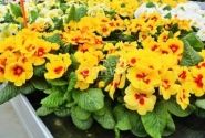 Primula vulgaris Jupiter Yellow with Red Eye