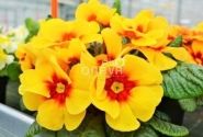 Primula vulgaris Jupiter Yellow with Red Eye