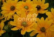 Rudbeckia hirta Amarillo Gold