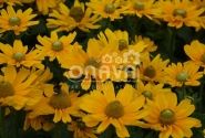 Rudbeckia hirta Amarillo Gold