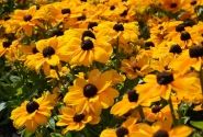 Rudbeckia hirta Toto Gold