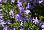 Scaevola aemula Abanico Blue