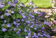 Scaevola aemula Abanico Blue