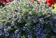 Scaevola aemula Abanico Blue