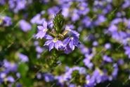 Scaevola aemula Abanico Power Laguna Blue