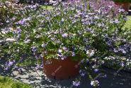 Scaevola aemula Abanico Power Laguna Blue
