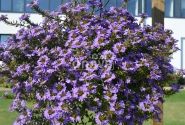 Scaevola aemula Abanico Purple