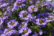 Scaevola aemula Abanico Purple