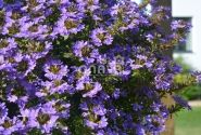 Scaevola aemula Abanico Purple