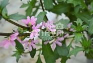 Scaevola aemula Abanico Rose