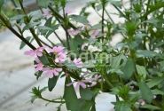Scaevola aemula Abanico Rose