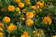 Tagetes patula Texana Gold