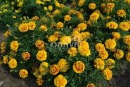 Tagetes patula Texana Yellow Fire