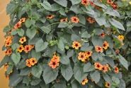 Thunbergia alata Sunny Susy Amber Stripes