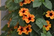 Thunbergia alata Sunny Susy Amber Stripes