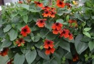 Thunbergia alata Sunny Susy Brownie