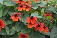 Thunbergia alata Sunny Susy Brownie