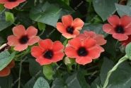Thunbergia alata Sunny Susy Cherry