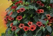 Thunbergia alata Sunny Susy Cherry