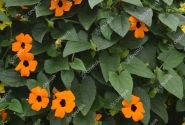 Thunbergia alata Sunny Susy Orange Eye