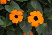 Thunbergia alata Sunny Susy Orange Eye