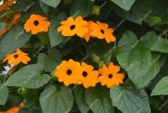 Thunbergia alata Sunny Susy New Orange