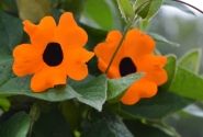 Thunbergia alata Orange Beauty