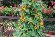 Thunbergia alata Orange Beauty