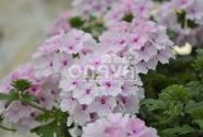 Verbena peruviana Vectura Soft Pink Eye