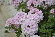 Verbena peruviana Vectura Soft Pink Eye