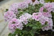 Verbena peruviana Vectura Soft Pink Eye
