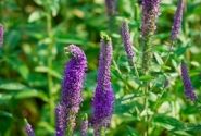 Veronica spicata Christa (XXL)