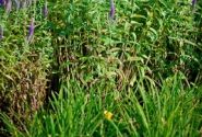 Veronica spicata Christa (XXL)