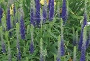 Veronica spicata Candles Royal (XXL)
