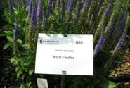 Veronica spicata Candles Royal (XXL)