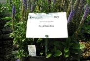 Veronica spicata Candles Royal (XXL)