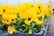 Viola cornuta Twix Gold with Eye