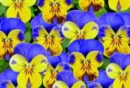 Viola cornuta Twix Special Yellow Blue Cap