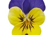 Viola cornuta Twix Special Yellow Blue Cap