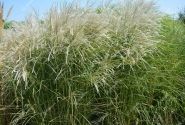 Miscanthus sinensis Kleine Fontäne