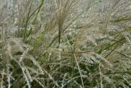 Miscanthus sinensis Kleine Fontäne