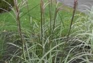 Miscanthus sinensis Malepartus