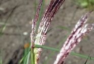 Miscanthus sinensis Malepartus