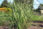 Miscanthus sinensis Malepartus